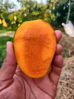 Amrupali | আম্রপালী আম - Image 2