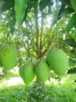 লক্ষণভোগ (লখনা)  | Lokhna Mango - Image 2