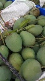 খিরসাপাত আম | Khirsapat Mango (হিমসাগর) - Image 3