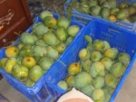 খিরসাপাত আম | Khirsapat Mango (হিমসাগর)