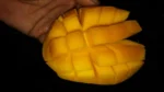 লক্ষণভোগ (লখনা)  | Lokhna Mango