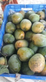 খিরসাপাত আম | Khirsapat Mango (হিমসাগর) - Image 2