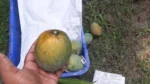 খিরসাপাত আম | Khirsapat Mango (হিমসাগর) - Image 4
