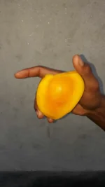 লক্ষণভোগ (লখনা)  | Lokhna Mango - Image 4