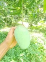 লক্ষণভোগ (লখনা)  | Lokhna Mango - Image 3