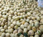 Gourmoti Mango । গৌড়মতি আম - Image 2