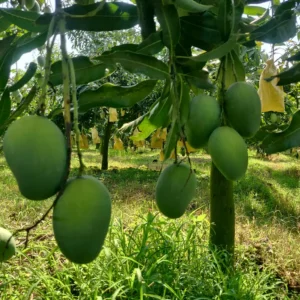 নন ব‌্যা‌গিং আম রুপা‌লি