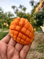 Amrupali | আম্রপালী আম - Image 3