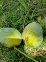 গোপালভোগ | Gopalbhog