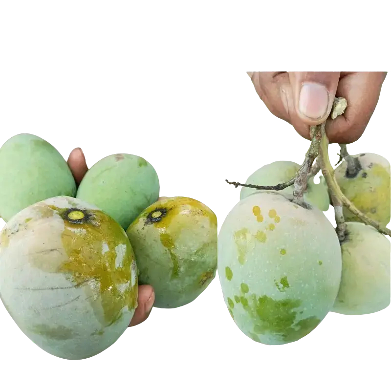 Add_a_heading-removebg-1.webp গোলাপব্বাস | (GolapBash Mango) - Image 1