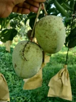 Gourmoti Mango । গৌড়মতি আম