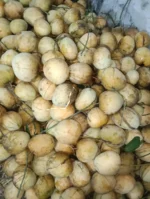 "বারি-৪ | Bari-4"