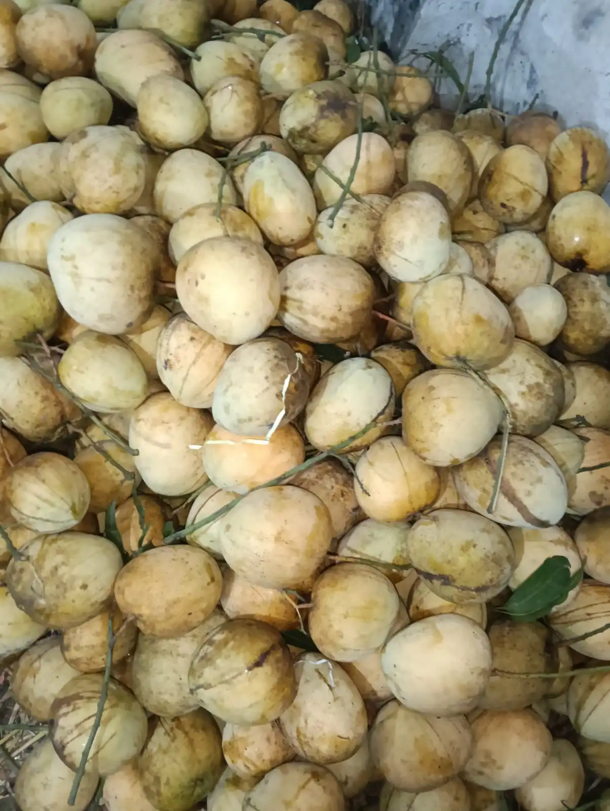 WhatsApp-Image-2025-07-23-at-17.webp "বারি-৪ | Bari-4" - Image 1