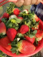 মিষ্টি স্ট্রবেরি - Sweet Strawberry F24