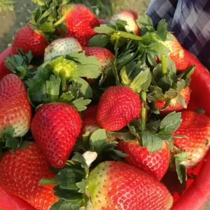 মিষ্টি স্ট্রবেরি - Sweet Strawberry F24