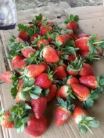 মিষ্টি স্ট্রবেরি - Sweet Strawberry F24 - Image 2