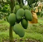 Amrupali | আম্রপালী আম - Image 4