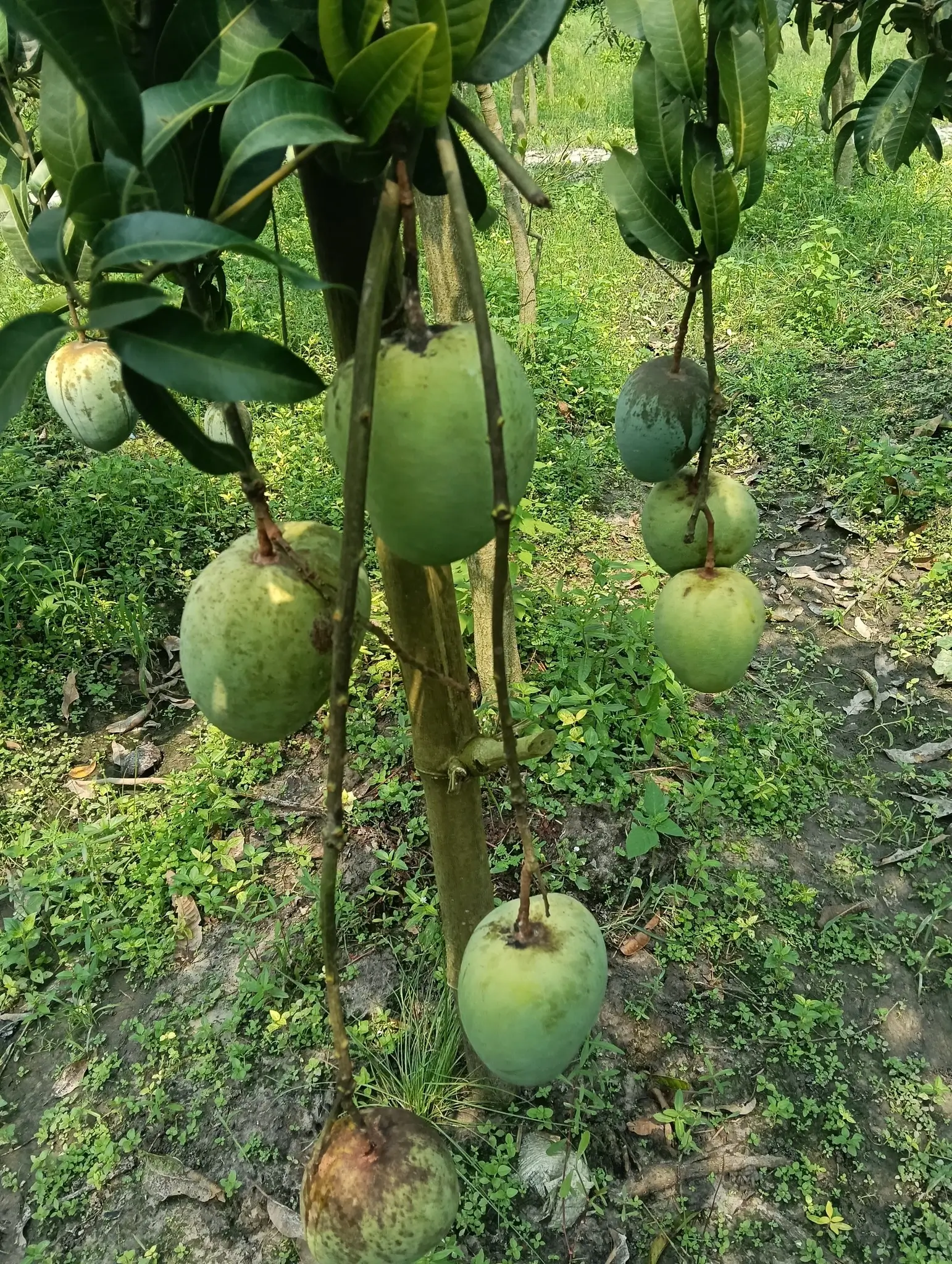 কল্যাণভোগ-আম.webp কল্যাণভোগ আম | Kalyanbhog Mango -10Kg - Image 1
