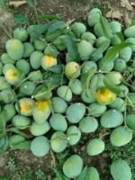 গোপালভোগ | Gopalbhog - Image 2