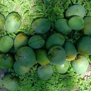 Khirsapat Mango Chapainawabganj