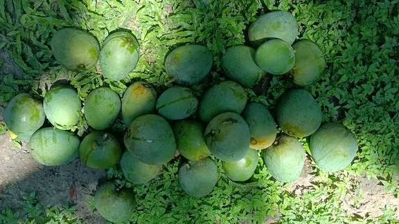 Khirsapat Mango Chapainawabganj Khirsapat Mango Chapainawabganj