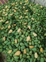কাটিমন আম